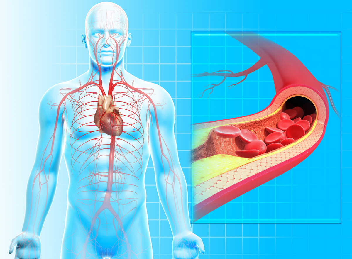 blood-circulation-is-vital-to-your-health-medcursor