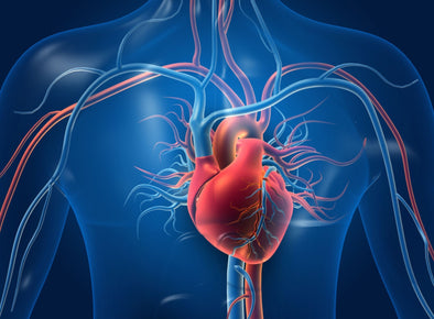 THINGS YOU NEED TO KNOW ABOUT THE CIRCULATORY SYSTEM